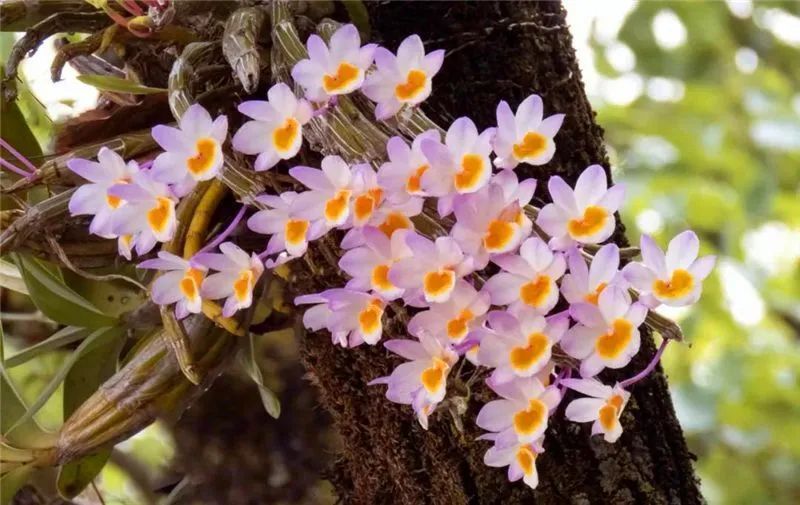 【普洱文旅】又到一年石斛季 娇艳婀娜引客来_腾讯新闻