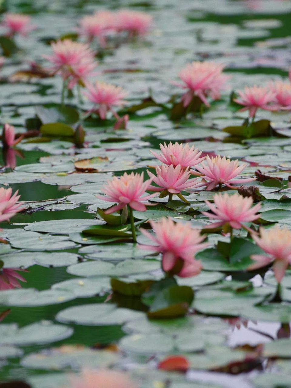 一叶一浮萍,一梦一睡莲, 在静安这里,见者好运"莲莲"