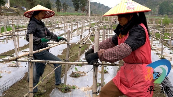 这些天,平塘县雪丰蔬菜专业合作社正组织工人对700余亩茄子进行搭架护
