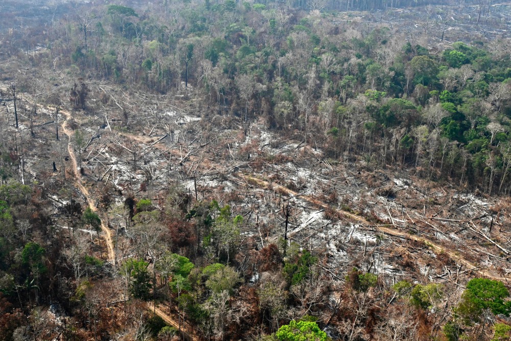 巴西:遭火灾破坏的雨林(2)