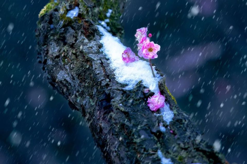 《飞雪迎梅》黄英《雪中梅苑》徐萍《曲径通幽》刘毅《踏雪寻梅》