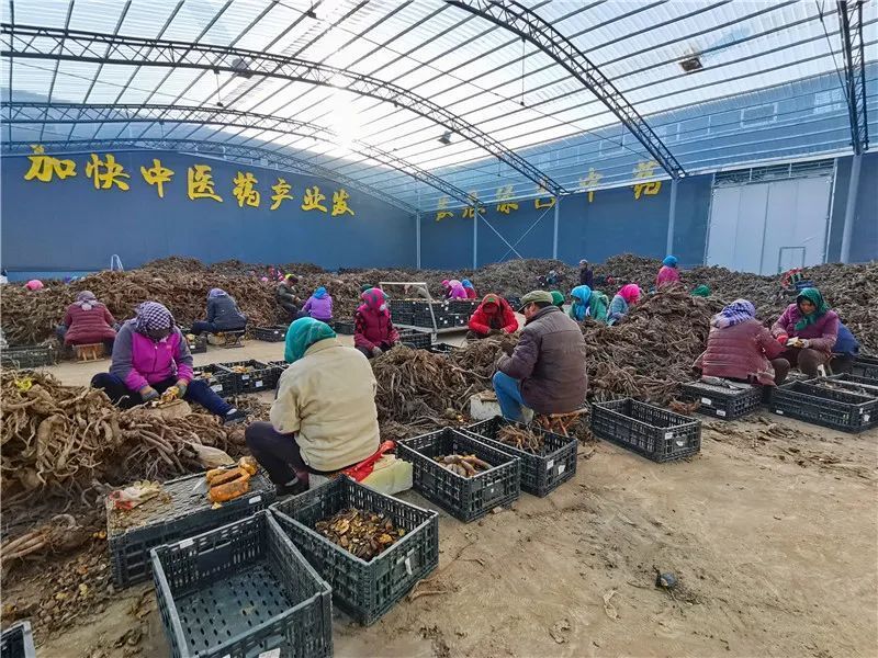 强信心 看发展丨让中医中药之树绽放璀璨生命之花