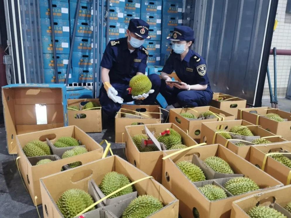 首批泰国榴莲运抵广州_腾讯新闻