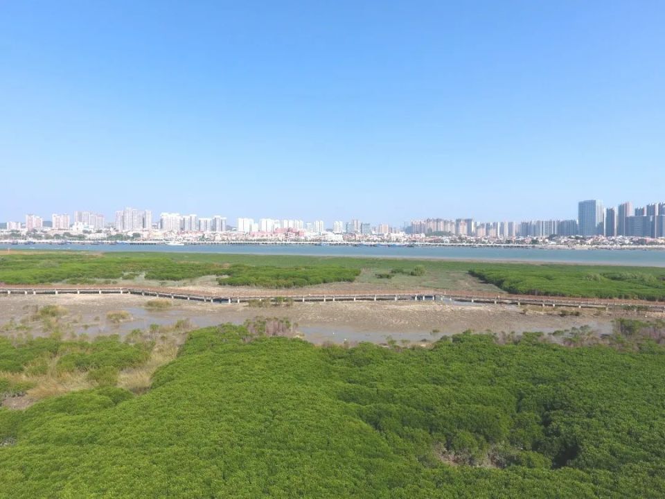 小黑背鸥,绿背鸬鹚,白腰燕鸥,海南蓝仙鹟……都来晋江了