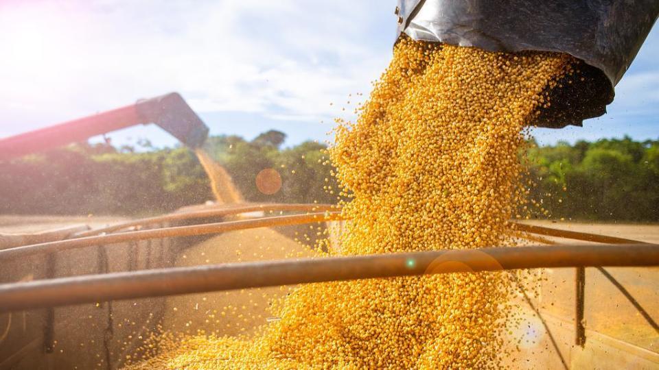 研究:通过"基因剪刀"技术,可大幅提高大豆产量和蛋白含量