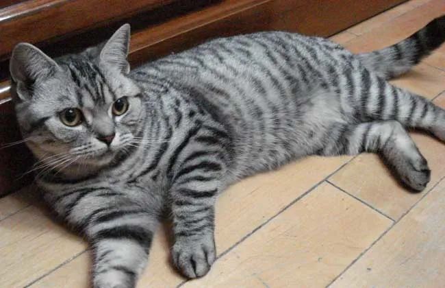 虎斑猫是一种品种吗?带着虎斑的都是田园猫?-腾讯新闻