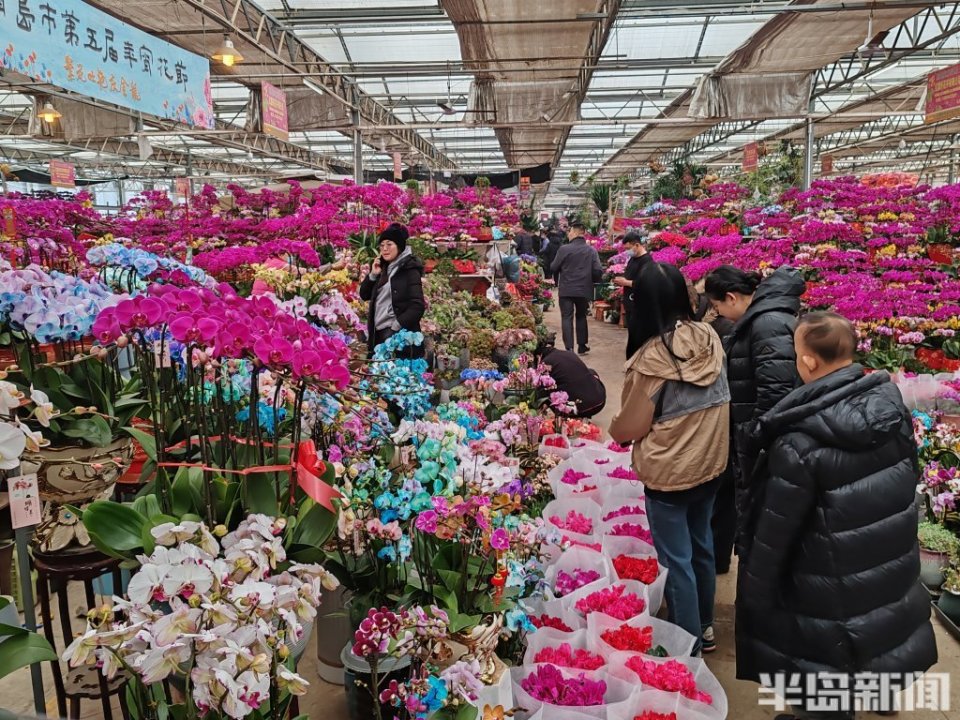 在崂山区枯桃花卉市场,不少摊位成了花的海洋