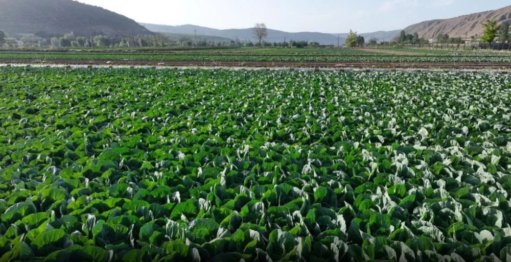 安定区内官营镇的甘蓝丰收在望定西高原夏菜从粗放型种植走向精细化