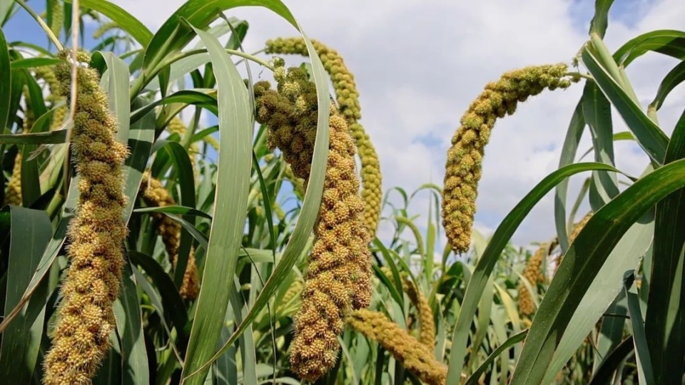 陕西定边县百万亩小杂粮穗浪滚滚 丰收在望