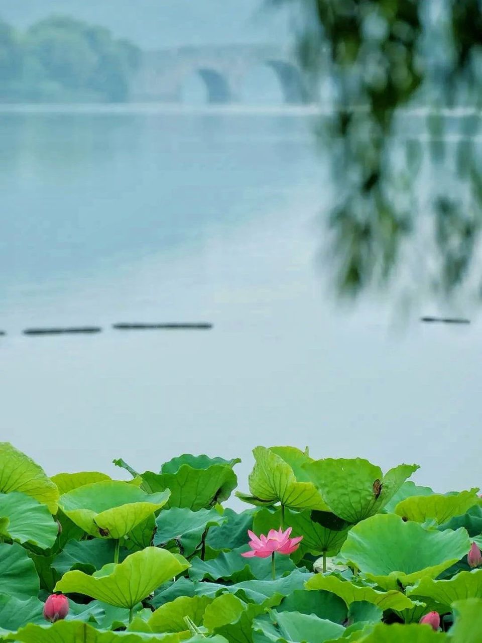 这个夏天,"荷"你相遇,六处绝美打卡地,小众,国风应有尽有!