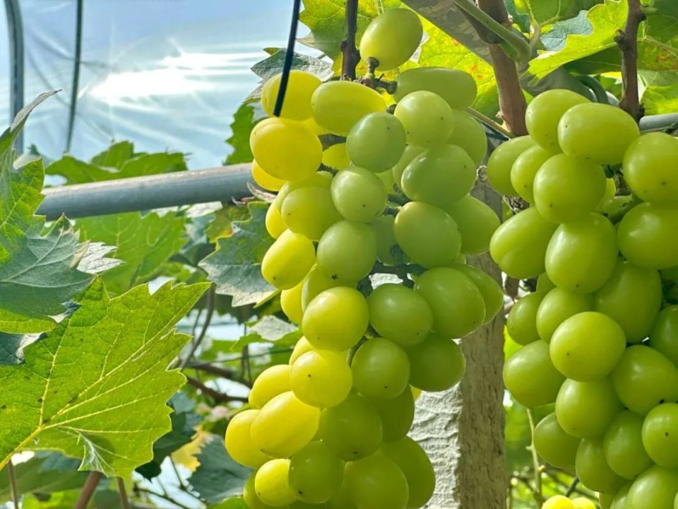 梦境的甜蜜果实，解读做梦梦见葡萄的深层含义