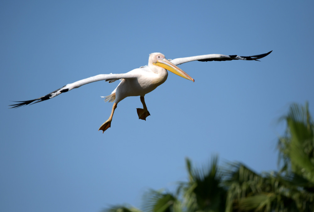 自由飞翔 温暖栖息:非洲鹈鹕安家大湾区_腾讯新闻