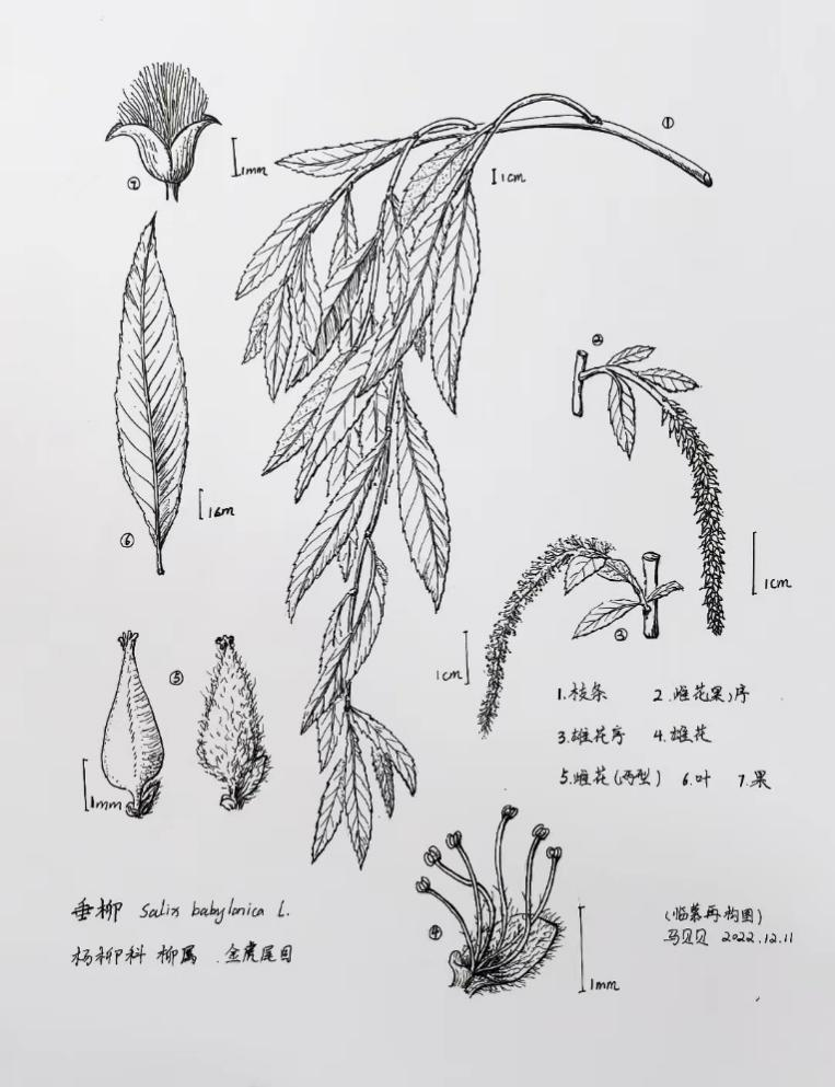 白皮松手绘线稿图片