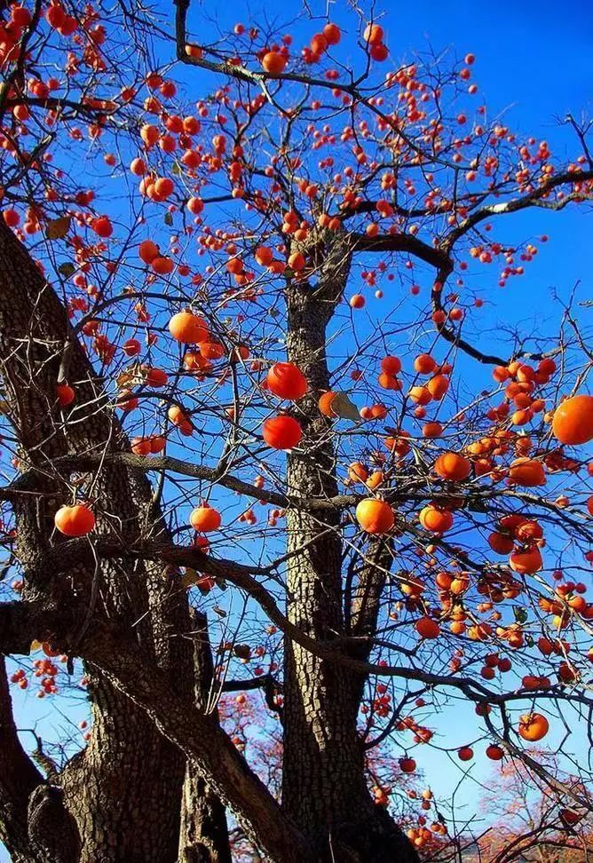 全民阅读 | 倾听《大理》好文:《柿子花开》