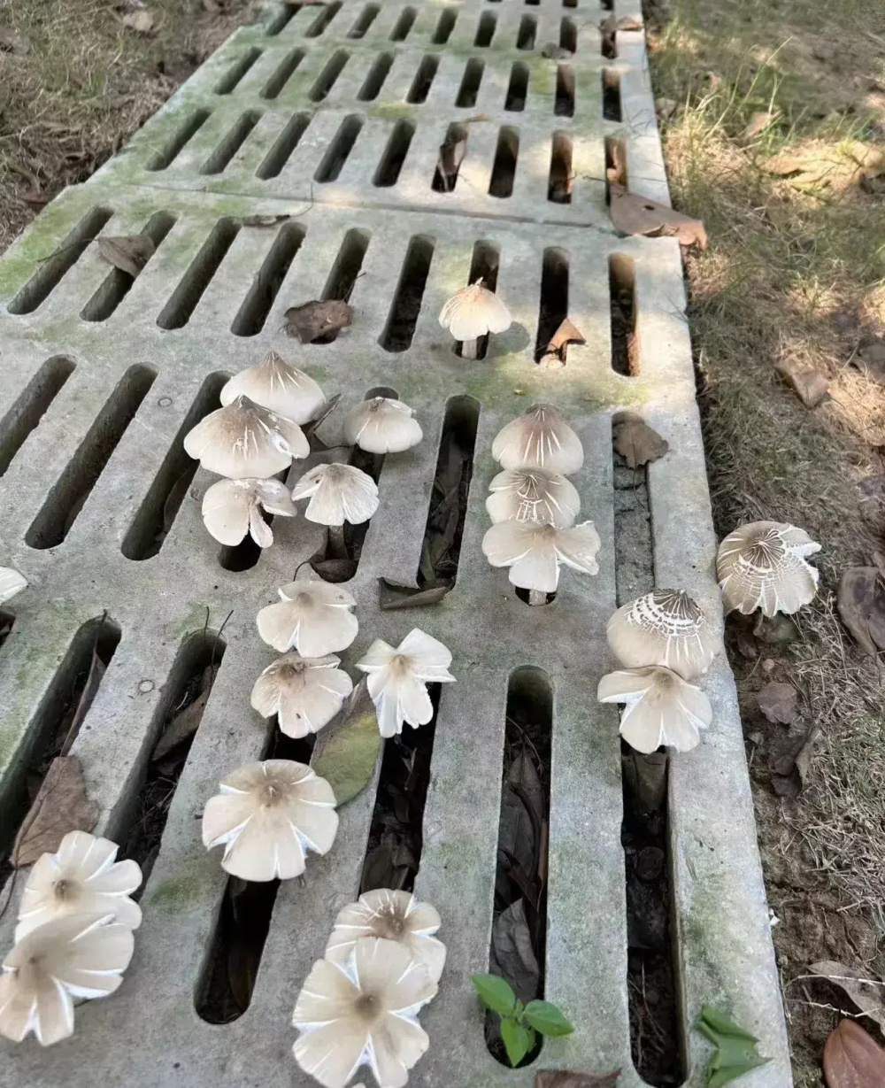 云南省楚雄州水泥盖板缝隙中长出野生鸡枞菌 零零散散而竞相绽放画面