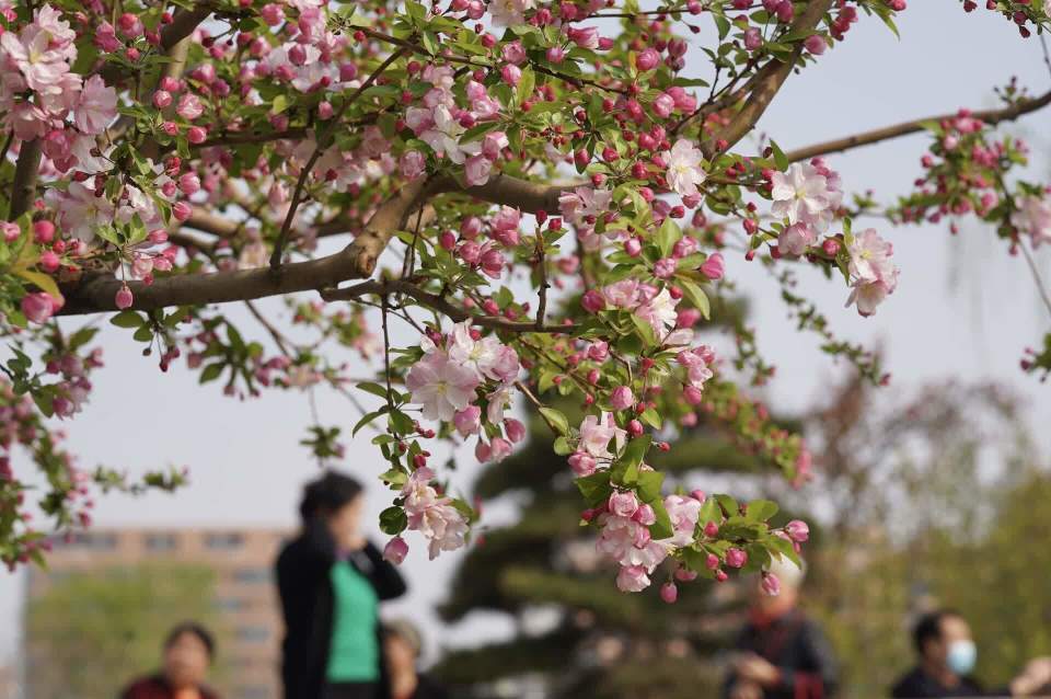 元大都公园再现海棠花溪28个品种海棠竞相开放
