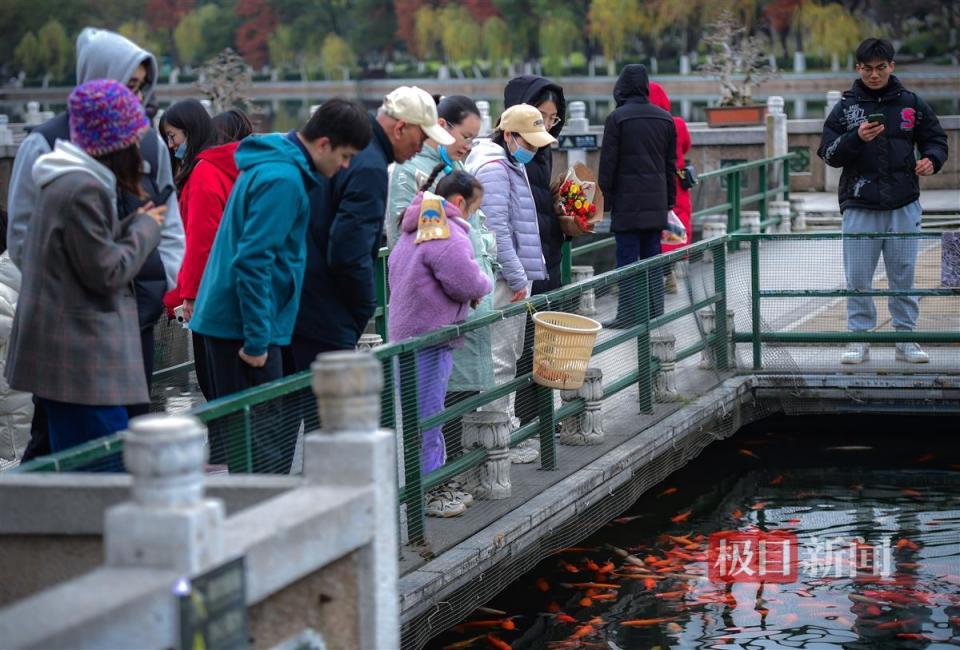 碧潭观鱼图片