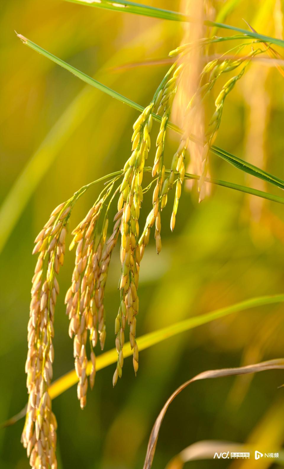 时下正是早稻成熟收获时节,沉甸甸的稻穗随风摇曳,惠州龙门早稻开镰