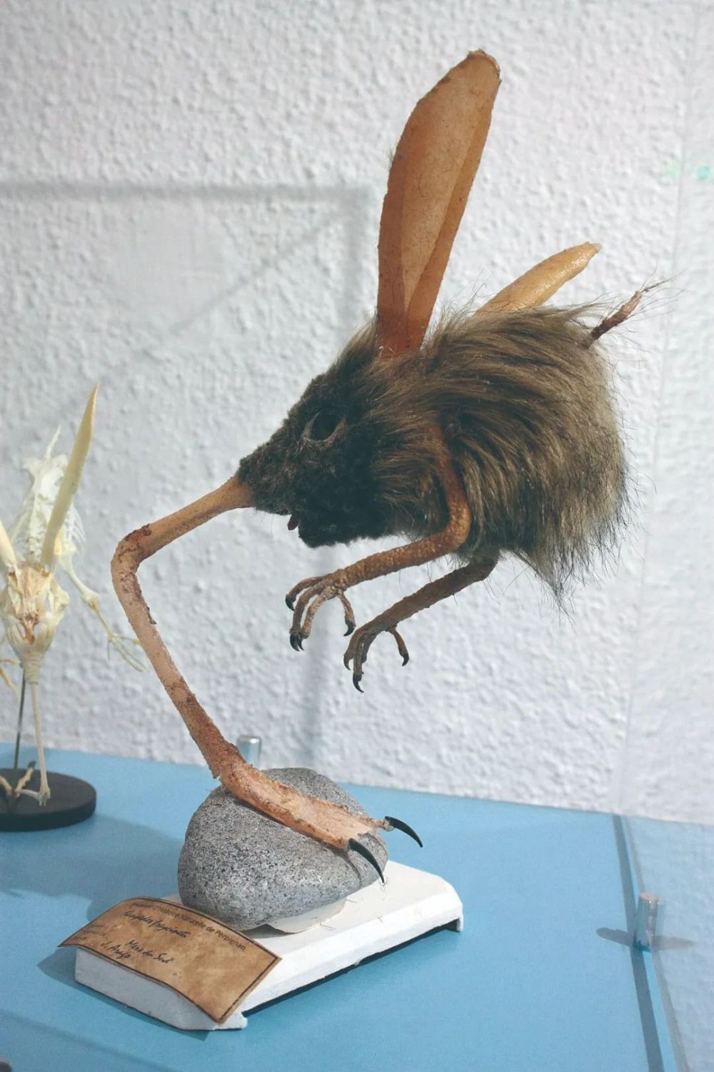 学家兼科学插画师高尔夫·施泰纳写成了《鼻行动物的种类和生态》一书