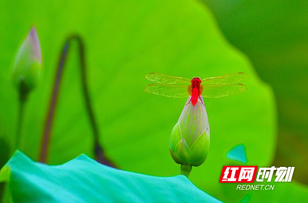 组图| 荷池流韵_腾讯新闻