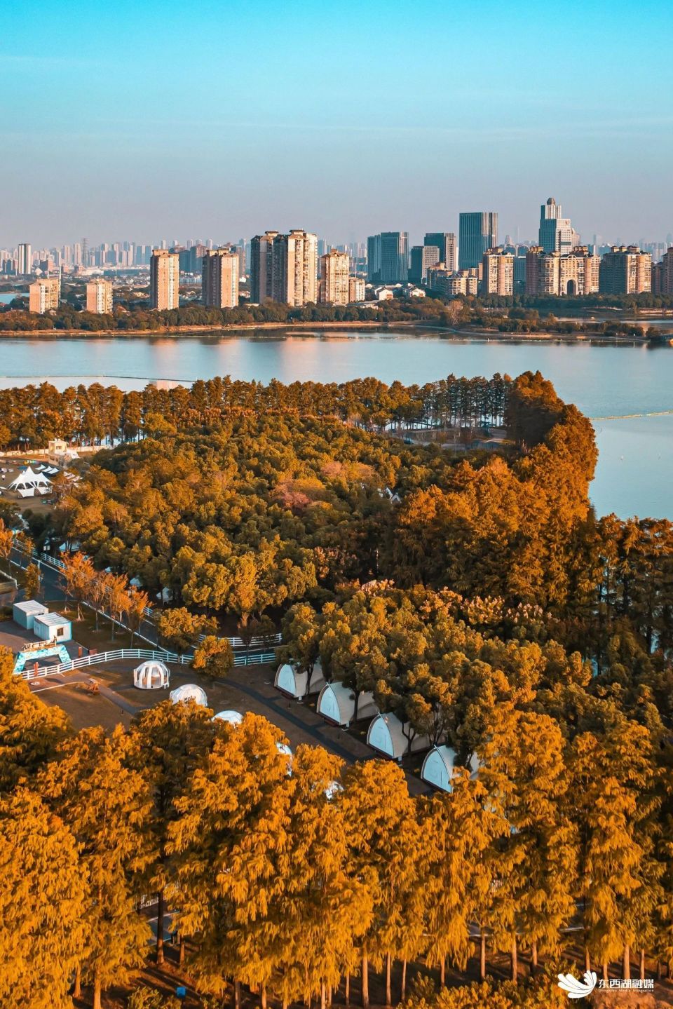 东西湖这里水杉红了第二弹
