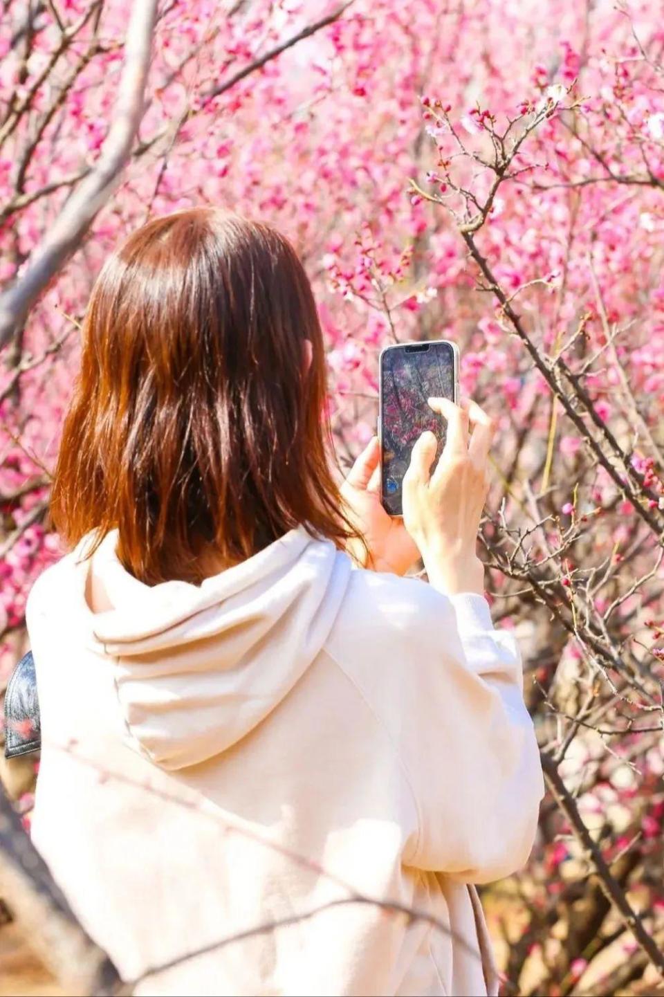 2024第十届莱阳濯村漫樱花朝游玩季4月12日开园,4月14日正式开幕.