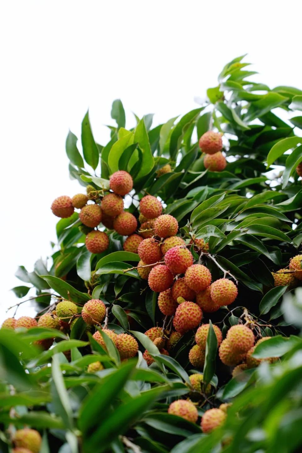 樟海镇不断丰富荔枝品种,有大红袍,妃子笑,带绿,无核荔,冰荔,糯米糍