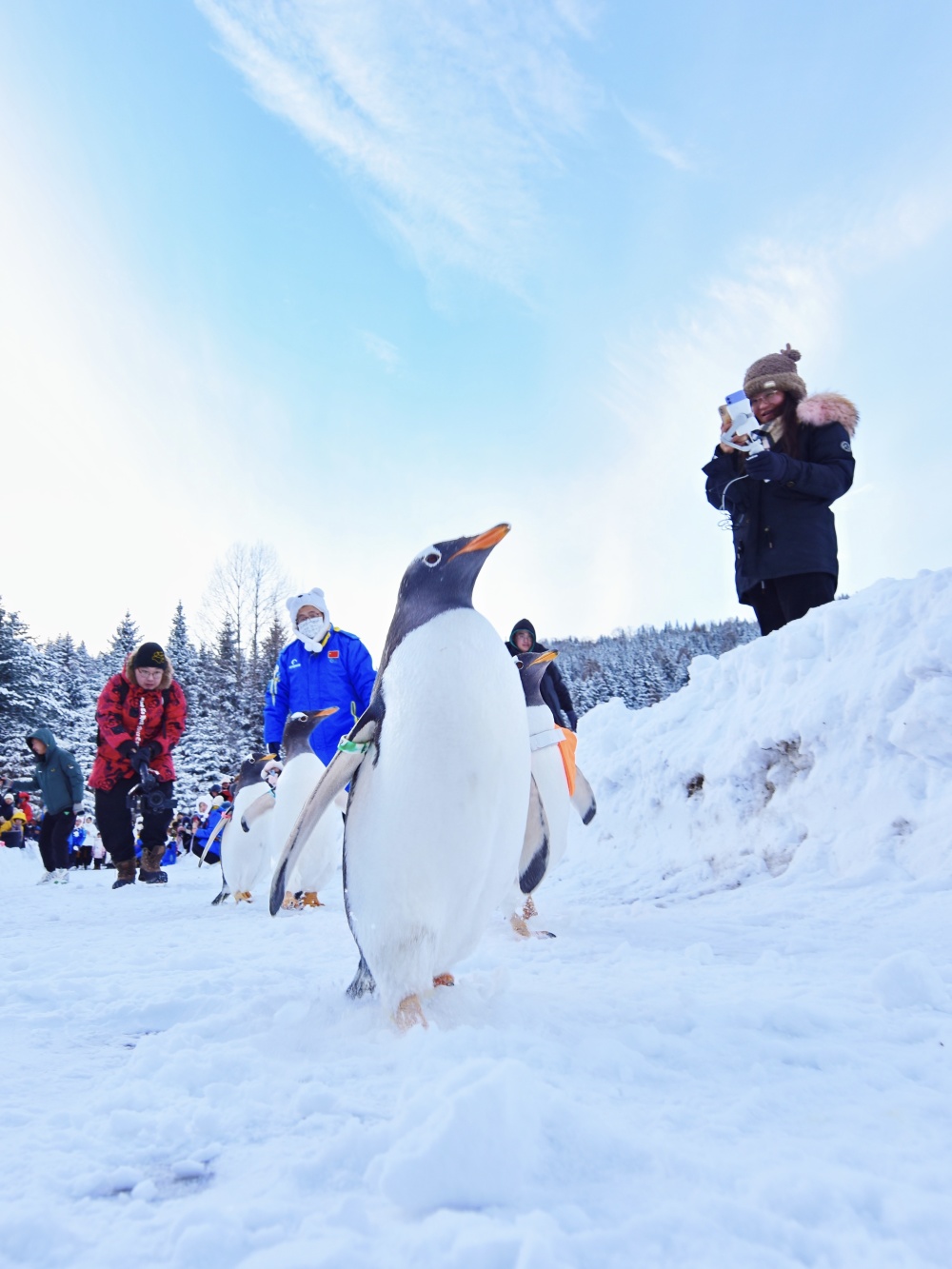 淘学企鹅闯入雪乡携手开启冰雪奇缘