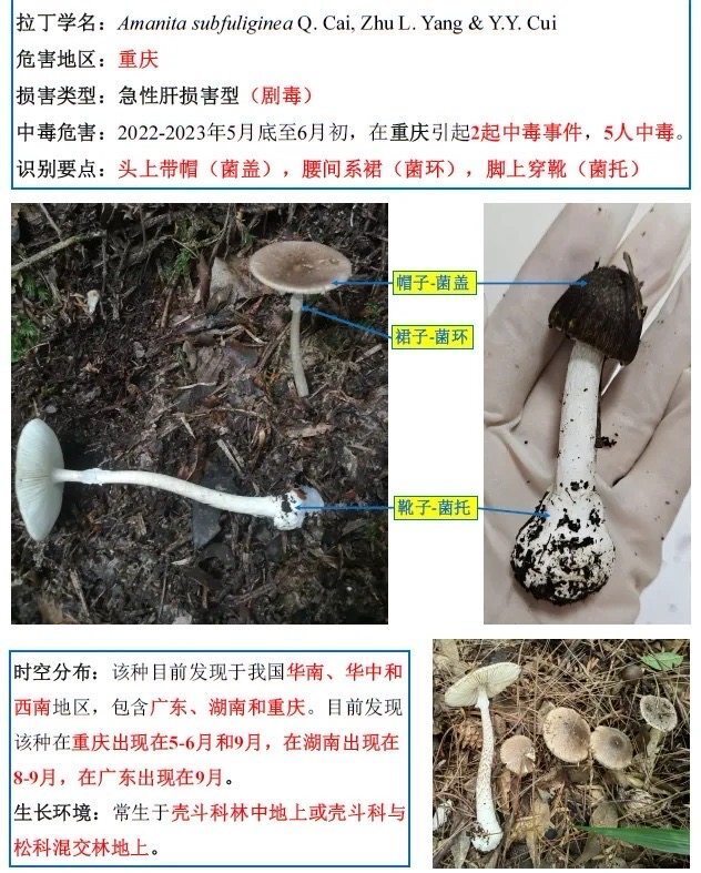 无毒蘑菇很容易受到有毒蘑菇菌丝沾染,所以即便食用的野生无毒蘑菇