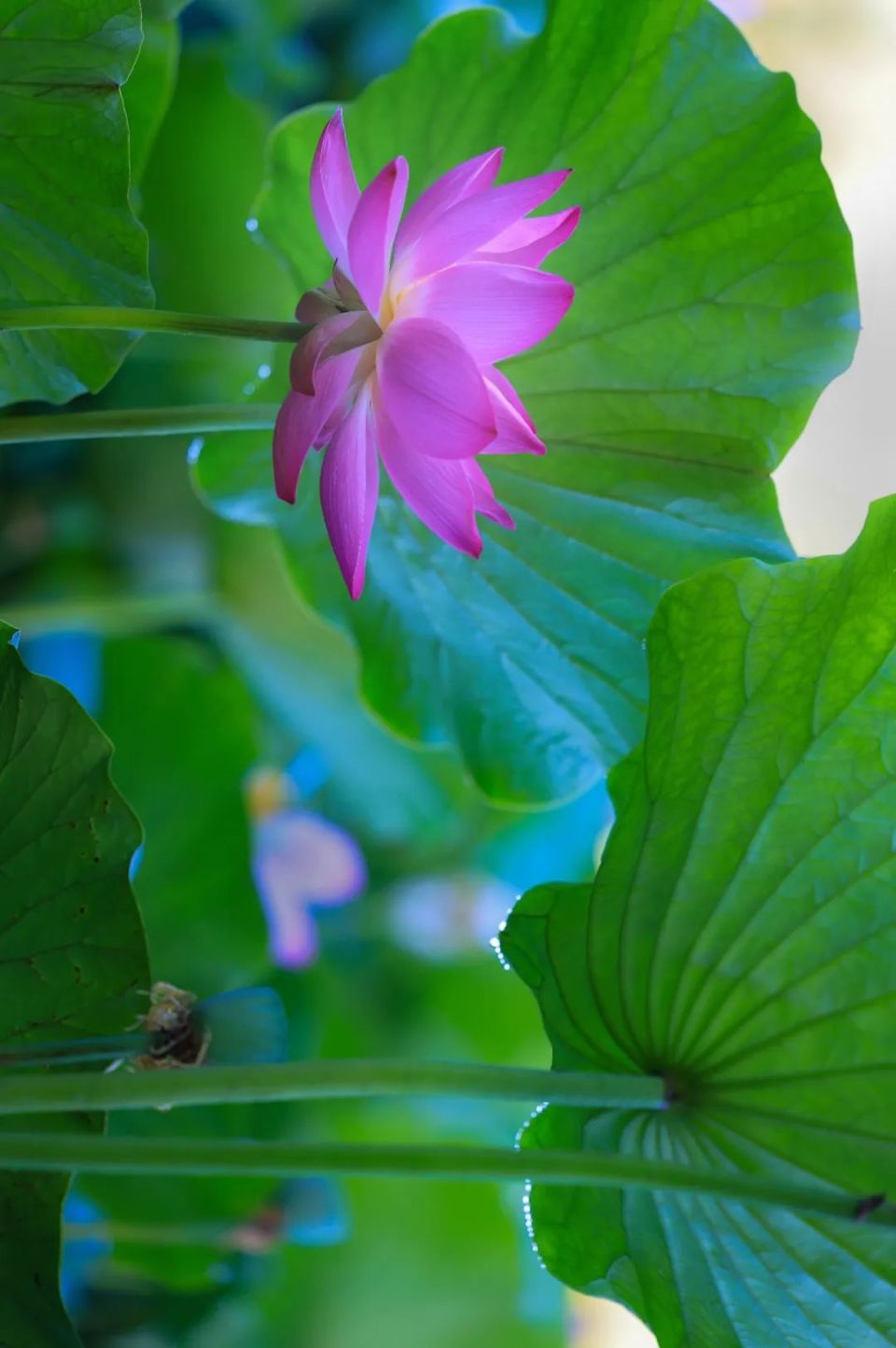 美丽新源:盛夏荷花 争奇斗艳