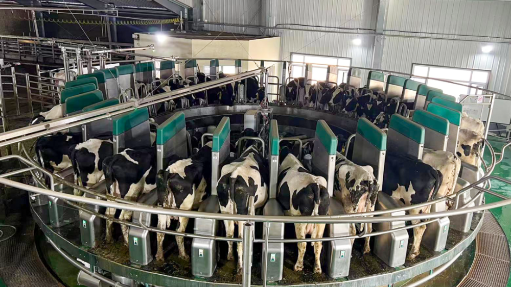 核心"人物"便是转盘式挤奶机器人