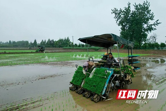 大通湖区北洲子镇机械化插秧助力春耕加速度
