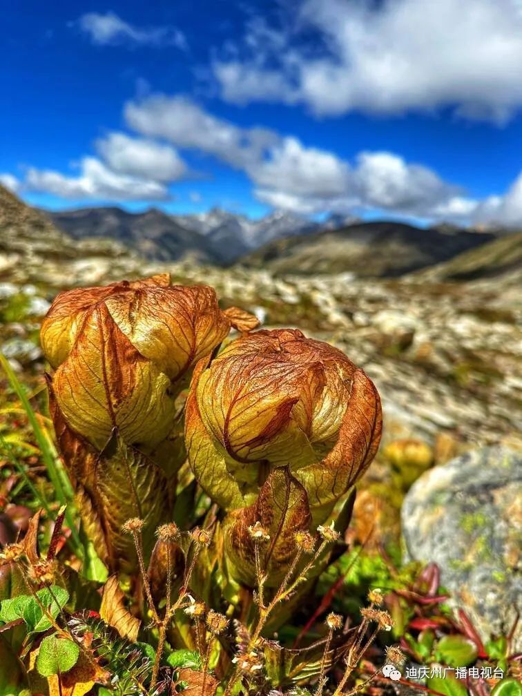 离蓝天白云最近的珍稀物种——包叶雪莲花_腾讯新闻