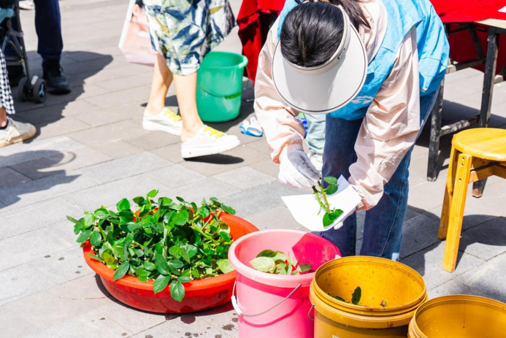 实力"宠粉" 杨春湖公园同款月季已签收