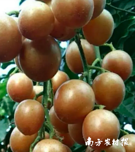 谁懂啊？吃黄皮不吐核的快乐要来了_腾讯新闻