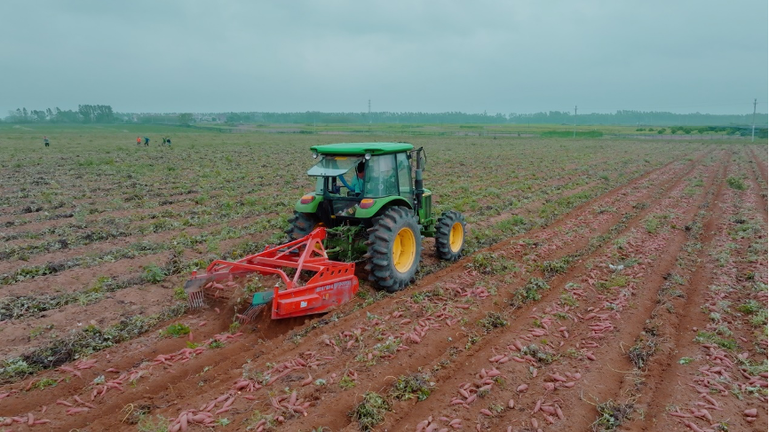 湛江遂溪小甘薯种出百亿大产业