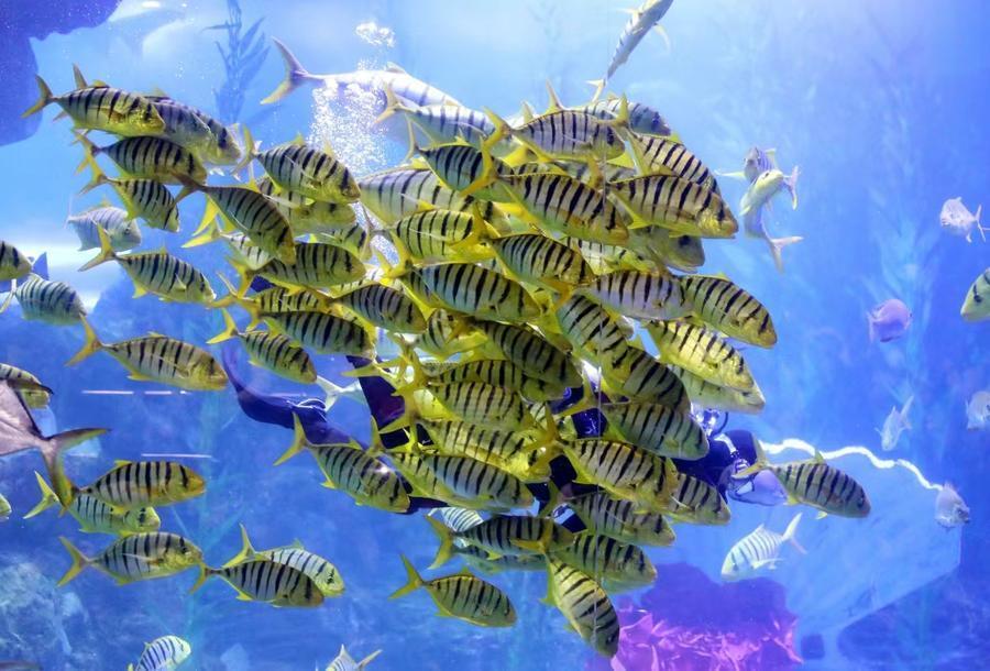 青岛鱼翔龙舞海底世界看精彩