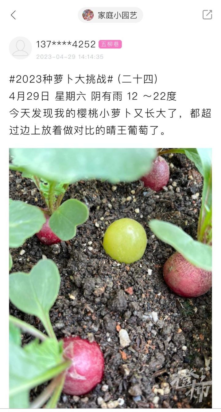 樱桃萝卜种植记录图片