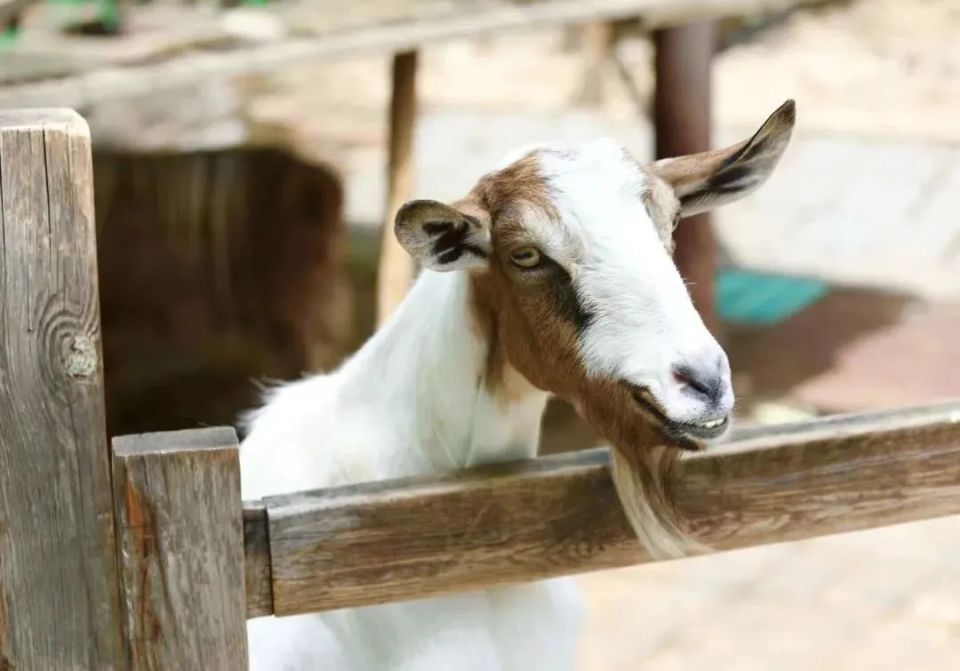 门票免费送!明天正式开启!