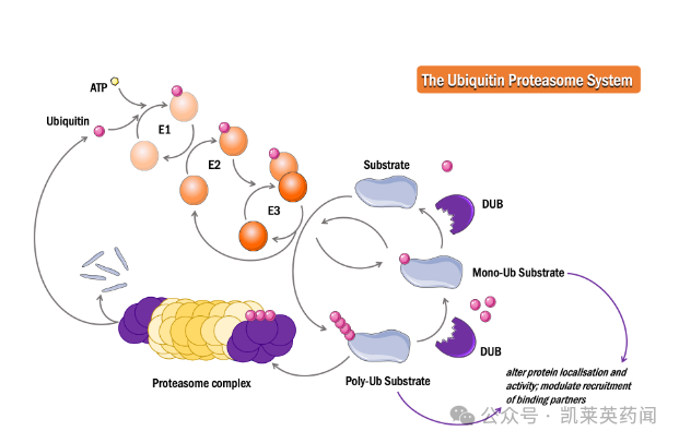 不止PROTAC，还有DUBTAC！安斯泰来与Ubiquigent合作开发去泛素化酶（DUB）相关药物_腾讯新闻
