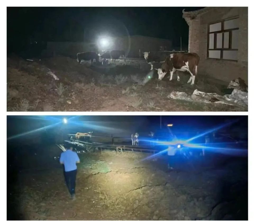 6月1日傍晚,同心县公安局韦州派出所在开展精准巡防时,发现六头牛在田