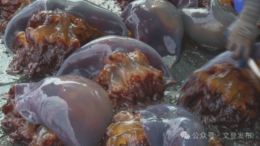 文登:人工养殖海蜇喜获丰收