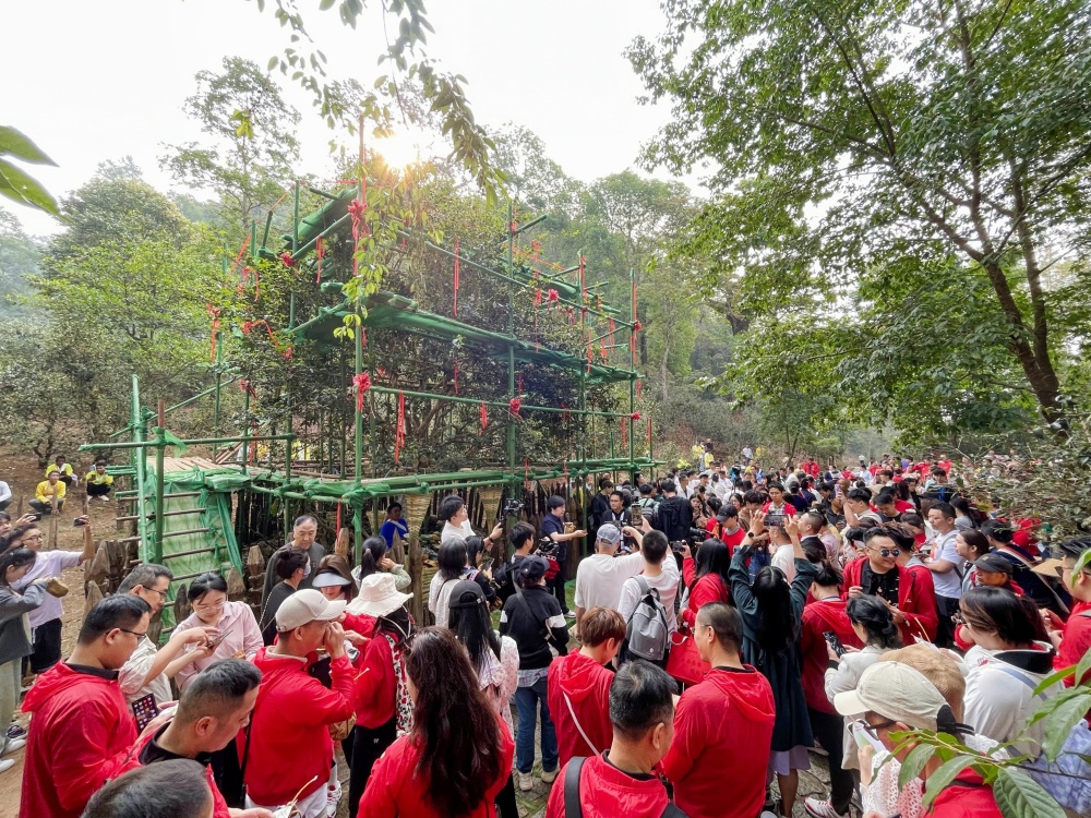 普洱景迈山2024春茶开采