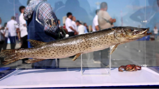 燃情夏日  鱼跃龙江 | 2024年黑龙江"冷水鱼·放流季"黑龙江干流爱辉