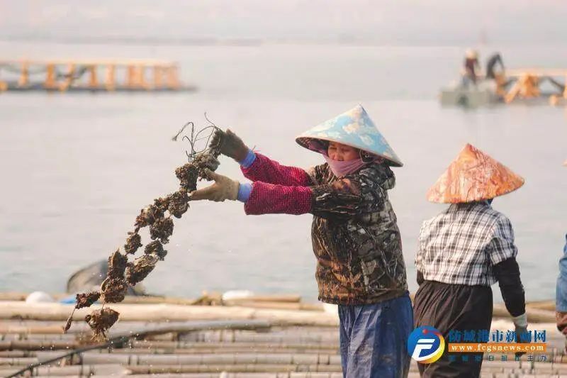 防城港√万亩蚝排"蚝"情满满 助力乡村振兴