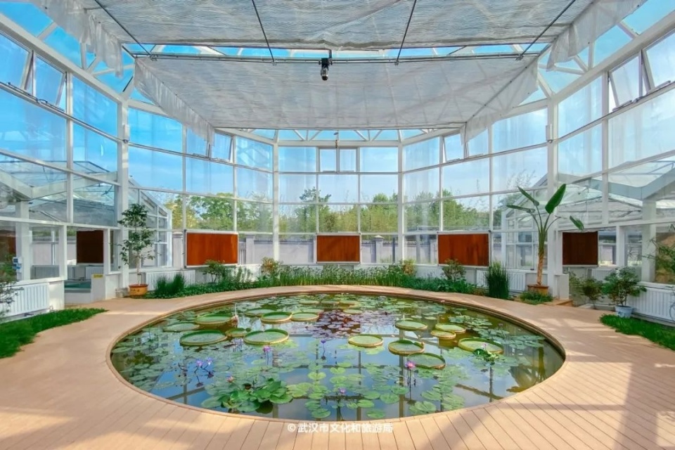 除了上面说过的稀奇莲花,水生温室里能看到好多稀奇植物,水性杨花里的