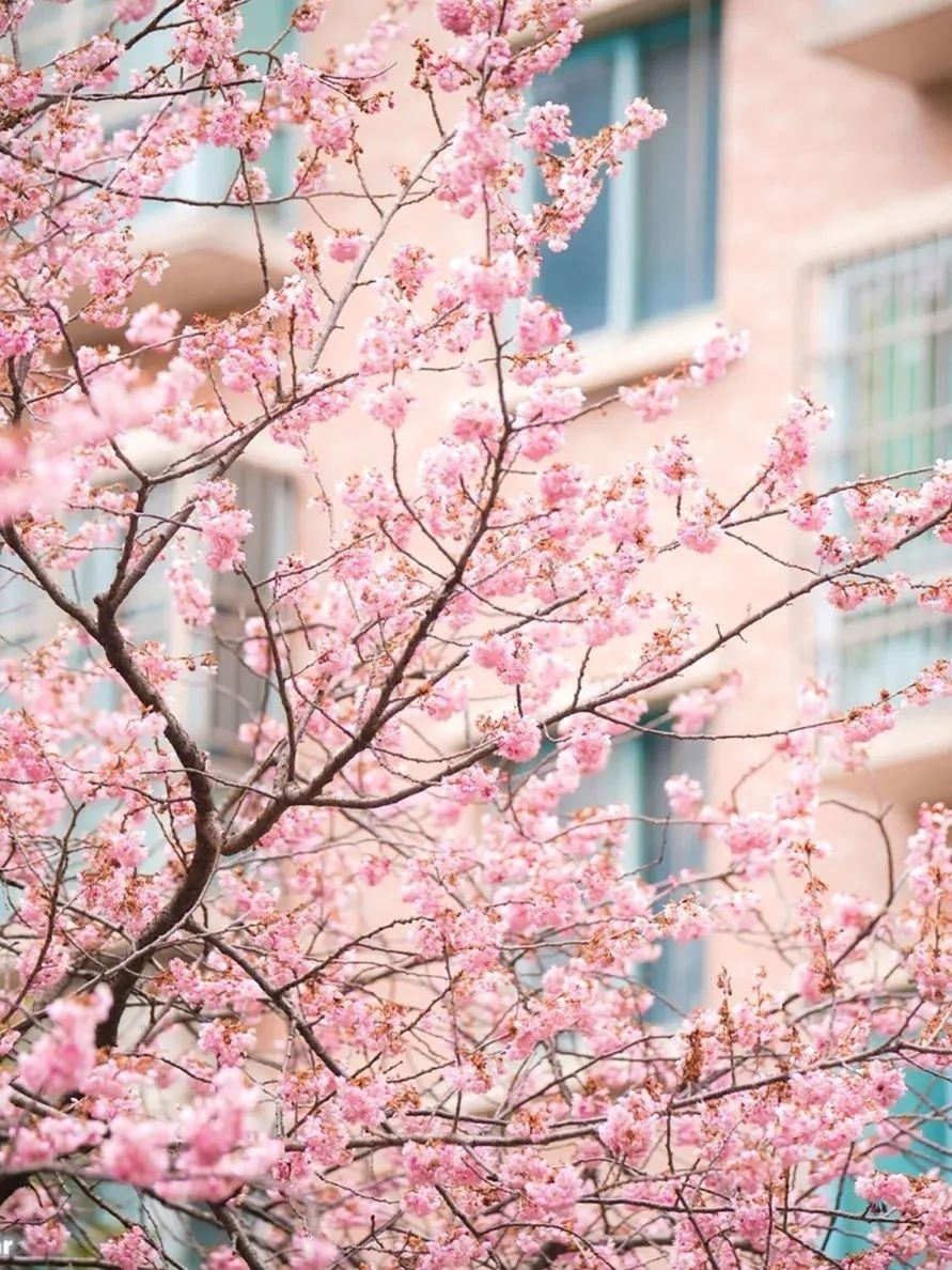 武汉火了,樱花热了_腾讯新闻