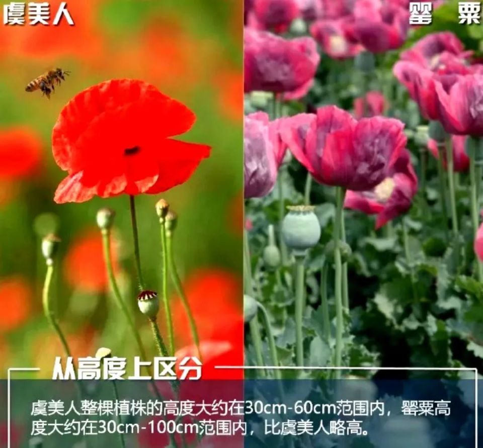 乌兰察布一男子非法种植罂粟200余株.