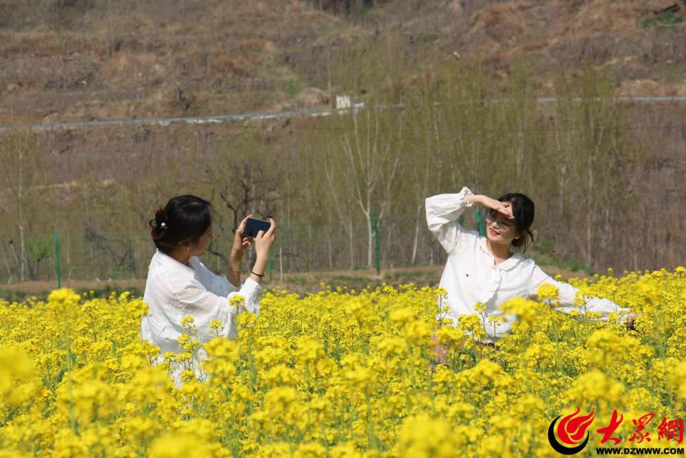 邹平市黄山街道油菜花开春意浓农旅融合促增收