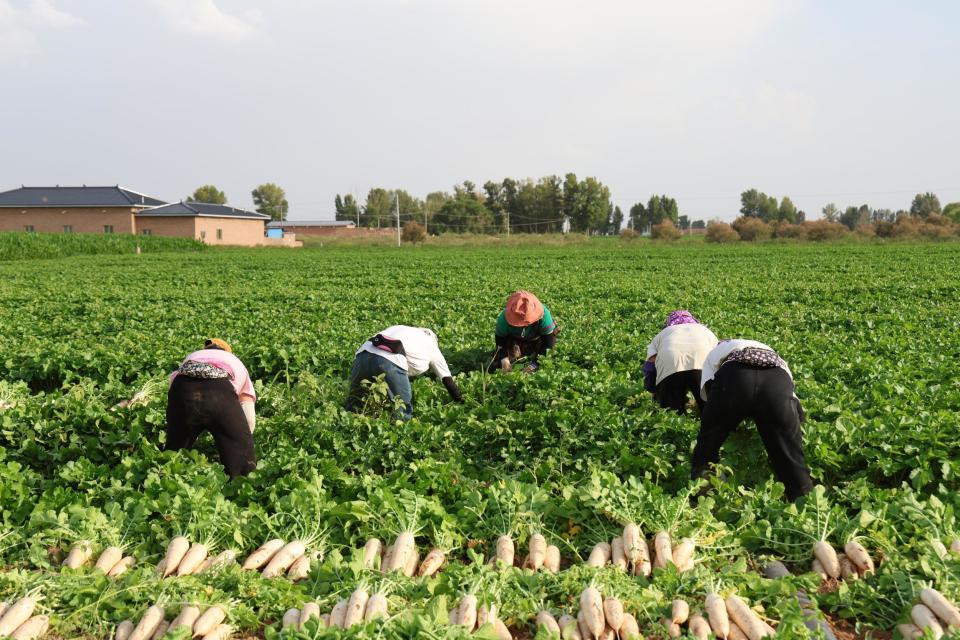 定边县白泥井镇1.5万亩白萝卜集中上市